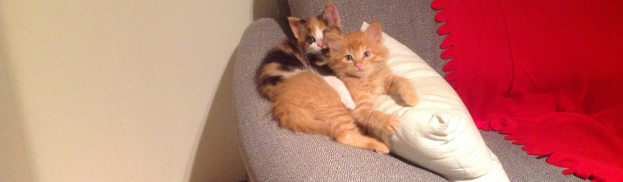 Kittens Bonnie