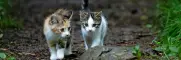 Slide kittens