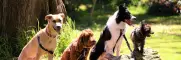 Slide honden